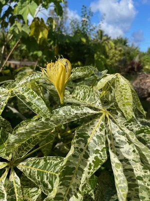 Pachira glabra variegata (Malabar Chestnut) — Vintage Green Farms